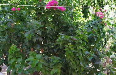 ASTERIA HOUSE - Foto 19