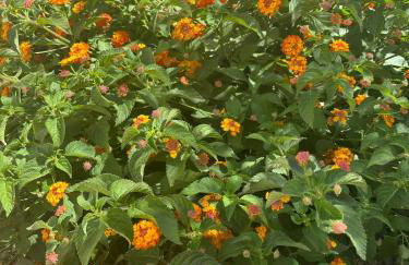 Casa San Jose - Foto 48