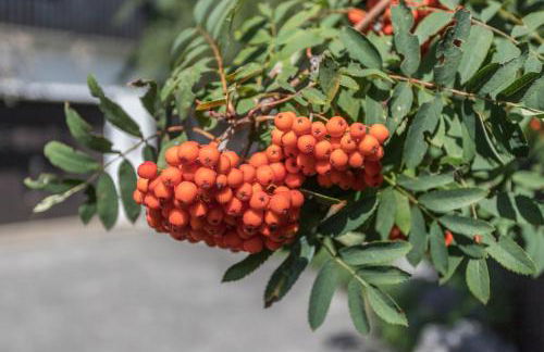 Zwischen Chiemsee und Bergen Dg - Foto 18