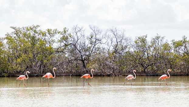 Passeggiata a cavallo a Holbox - Foto 4