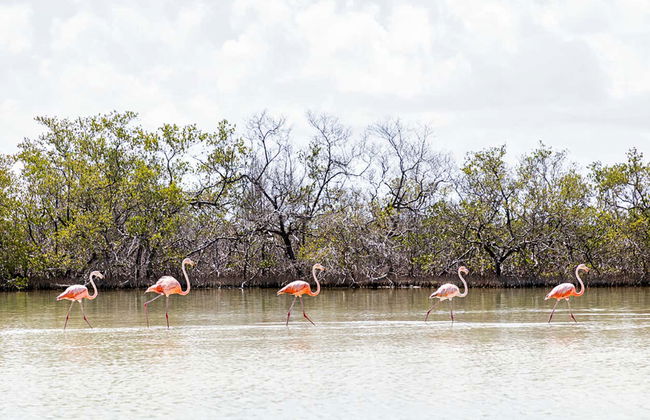 Horse Riding In Holbox - Photo 9