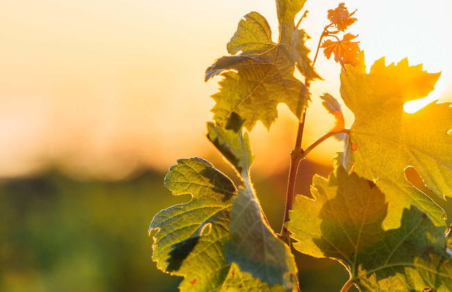 Dão Region Wine Tour - Photo 1