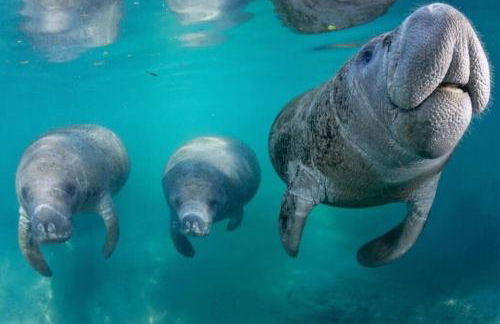 The Happy Haven - Near Manatee Tours - Pet Friendly - Foto 33