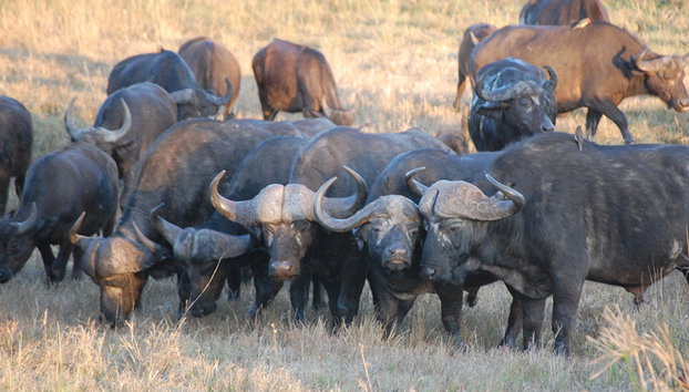 Kruger National Park Open Vehicle Safari - Photo 3