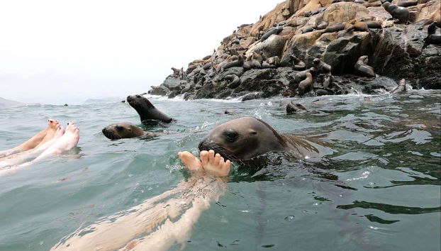Baño con lobos marinos