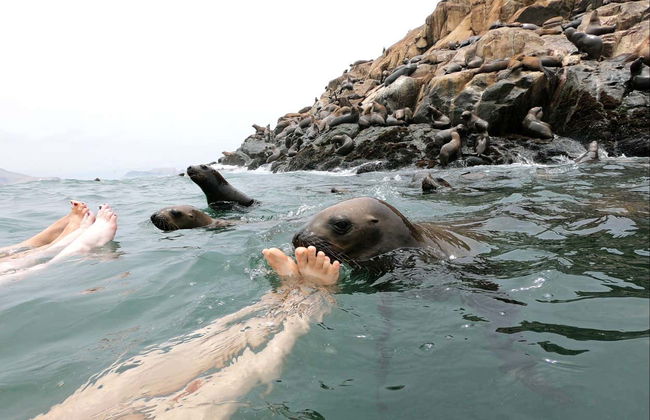 Palomino Islands Speedboat Trip & Swimming with Sea Lions - Foto 4