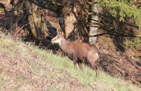 Le chalet de Bernoline vaste appartement tout confort - Foto 24