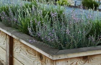 Olive and Stone - Foto 31