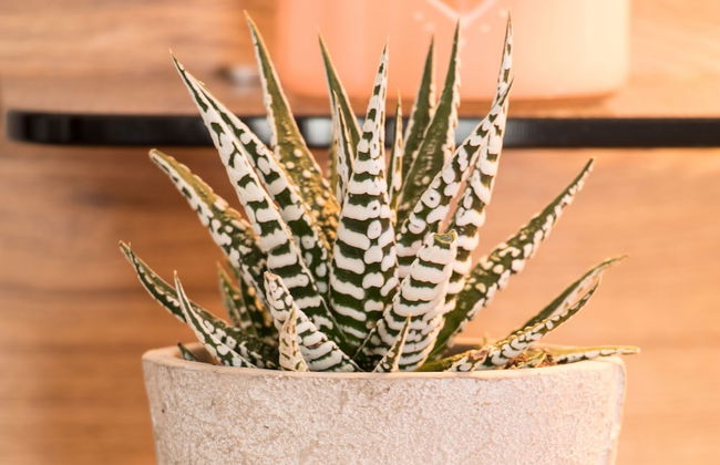 Ferienparadies Reifnhof - Foto 54