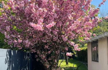 Maison 5mn du centre ville du Mans à pied - Foto 8