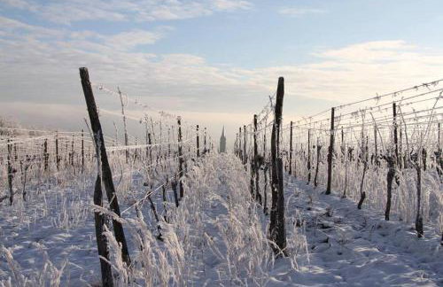 Le p'tit coin de chez nous - Foto 53