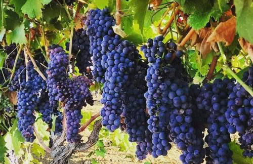 Casa vacanza Muravera "House Gardens" - Foto 30