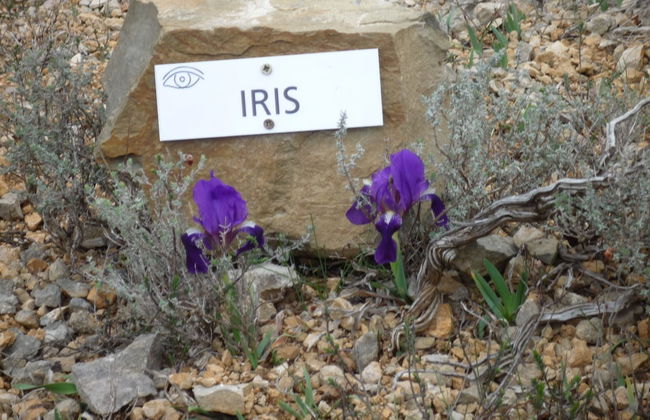 Le Gîte Vigneron - Foto 16