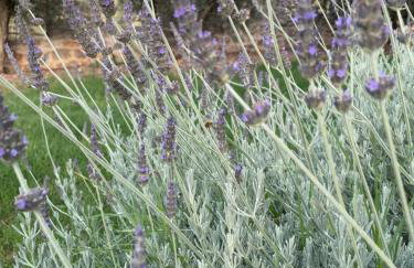 Citrus garden - Photo 35