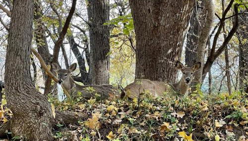 Boji Cottage off West Lake Okoboji - Foto 5