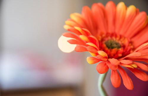 Alpenblick Nr 5 - Photo 11