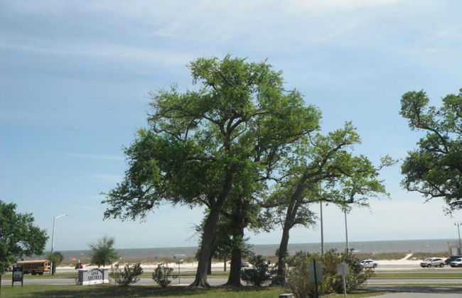 Oak Shores 115 - Foto 14