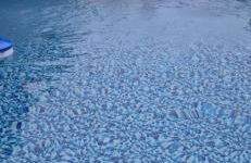 Casa Vitorino - Foto 47