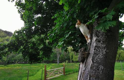 Le Ponton des Sympetrums - Foto 46