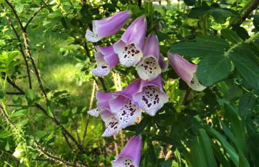 Stylish lake home with private beach, dock and firepit for swimming, kayaking, hiking - Foto 76