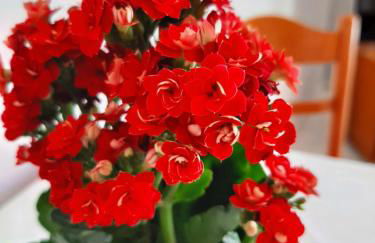 Ammousa Hotel Apartments - Foto 51