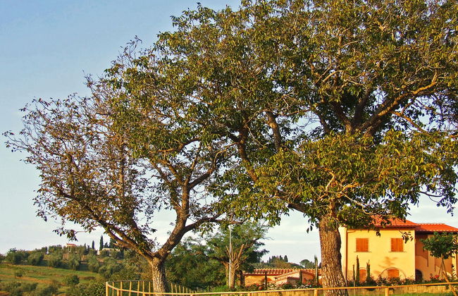 Le Palaie - 'Padronale' (PEC209) - Foto 2