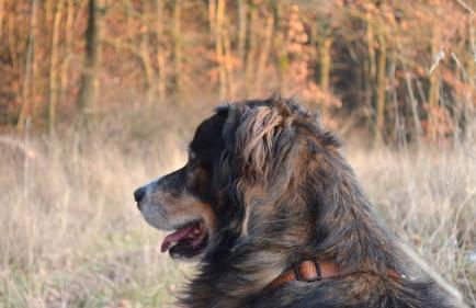 Hollweck´s Landoase - Foto 28