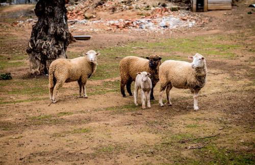 Quinta Manel da Gaita - Foto 11