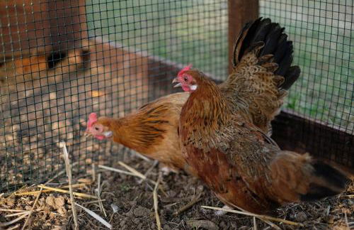 Agriturismo Bisenzio - Foto 14