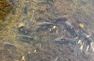 Kerkini's Harmony House - Foto 33