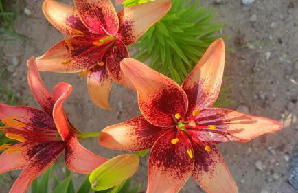 Ferienwohnungen "Godewind", Appartements mit Balkon oder Terrasse - Foto 20