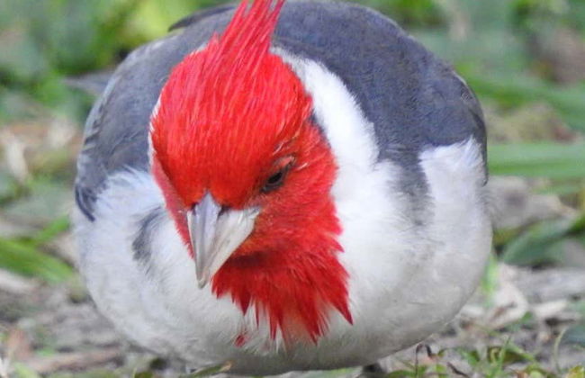 Birdwatching at the San Rafael Estate - Foto 1