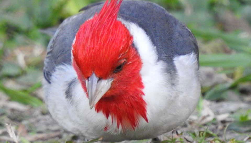 Birdwatching at the San Rafael Estate - Foto 1