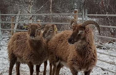 The Wee Bothy at Larchwood Croft - Photo 17