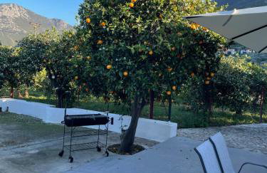 Citrus garden - Photo 23