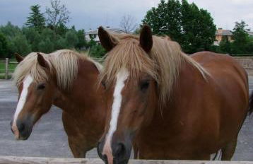 Agriturismo L'Acero Rosso - Foto 79