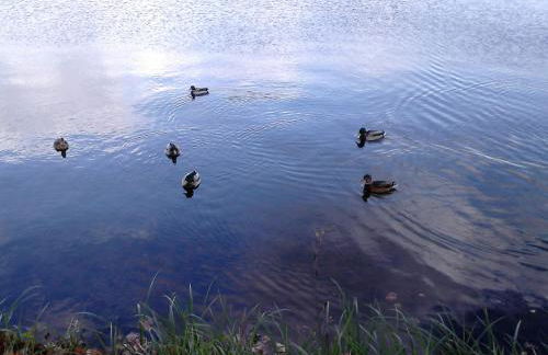 Ferienhaus Pauline am See - Foto 16