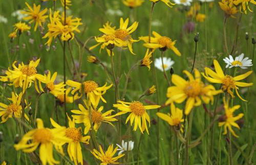 Apartment Wiesengrund by Interhome - Foto 12