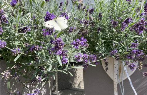 Ferienhaus Seenliebe - Foto 28