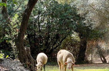 El Molino de La Quinta - Photo 11