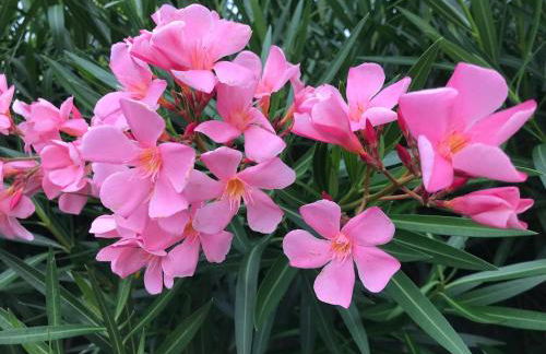 The yellow house - Foto 9