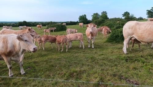 Maison 6-8 personnes à 12km du Puy du Fou - Foto 2