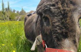 B&B dei Forestieri - Foto 25