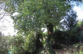 La Rose & Le Loup - Foto 14