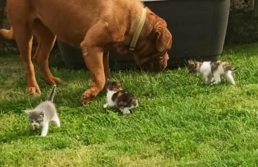 Quinta da Carlota - Photo 28