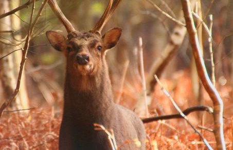 Forest lodge - Foto 76