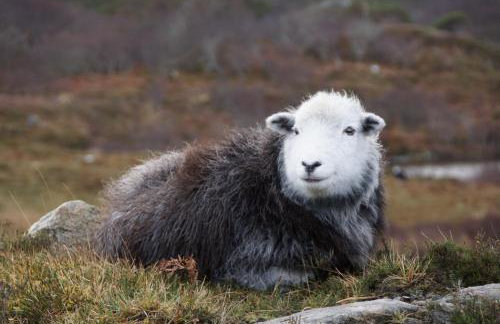 West Horizon holiday cottage - Foto 54