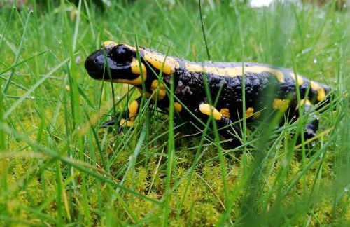Odenwald Lounge im Naturpark Bergstraße-Odenwald - Photo 41