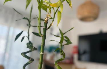 Casa MEDUSA - Foto 27