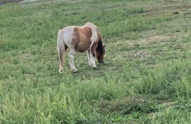 Appartement à l’étage indépendant - Foto 10
